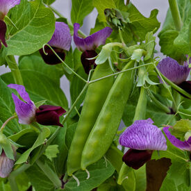 Little SnowPea Purple, Pea Seeds